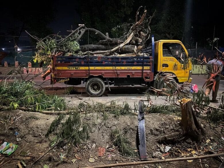 Sat Masjid Road tree cut down urban deforestation