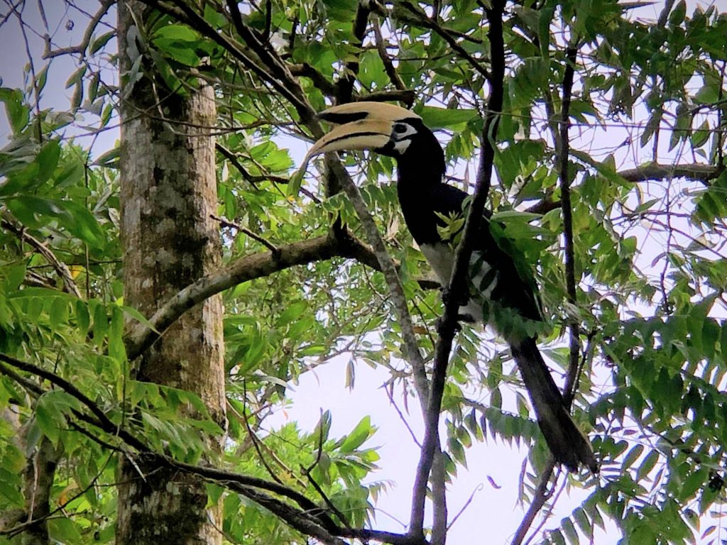 Great Hornbill Bird, Koh Yao Noi, Thailand – Mohammad Tauheed